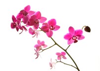 pinke Orchideen