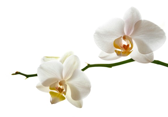 Orchidee zwei